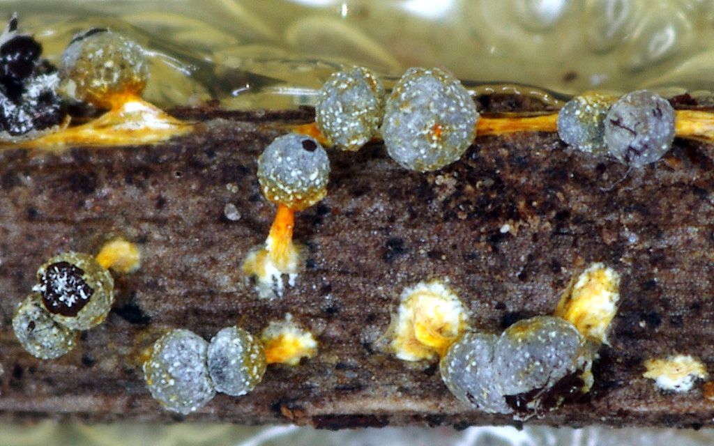 Badhamia or Physarum?